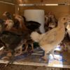 chicks pullets chickens for sale