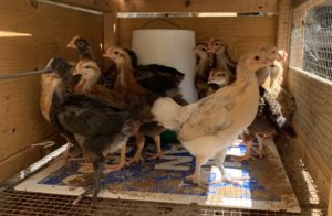 chicks pullets chickens for sale